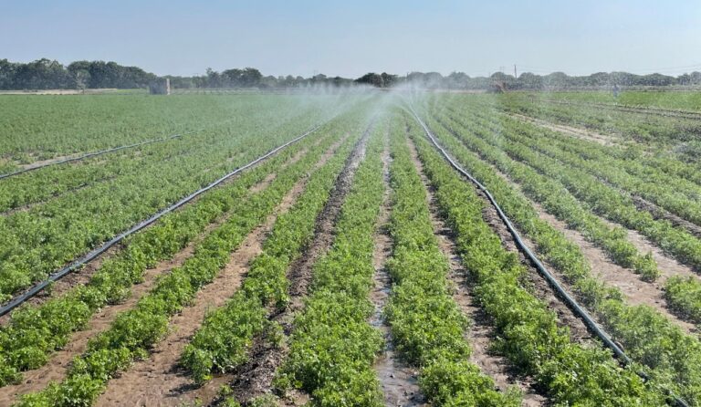 Chickpea field under sprinkler irrigation during flowering stage