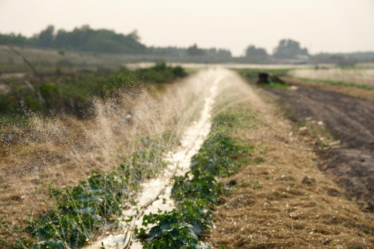 Jowar field under sprinkler irrigation during flowering stage