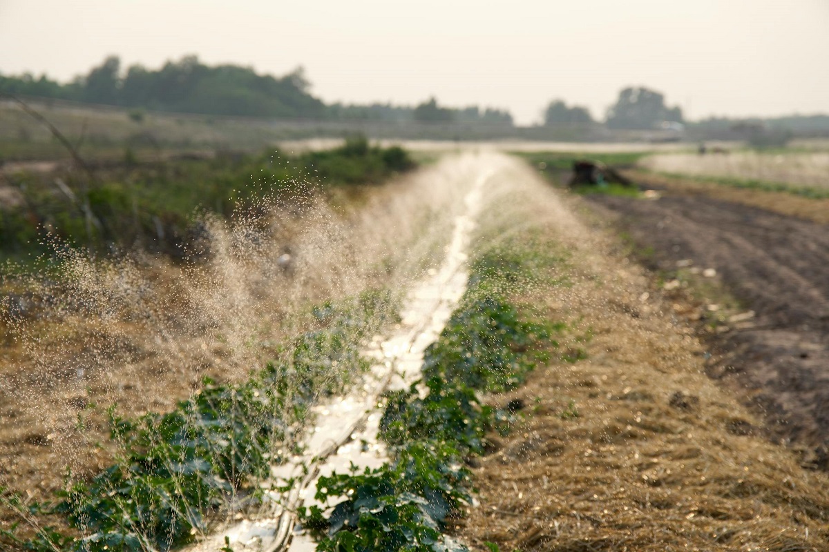 Jowar field under sprinkler irrigation during flowering stage
