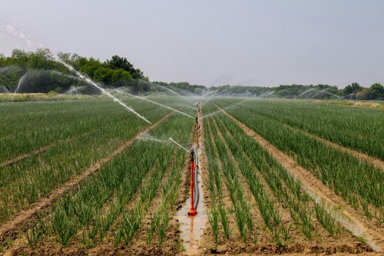 Maize field with sprinkler and furrow irrigation system