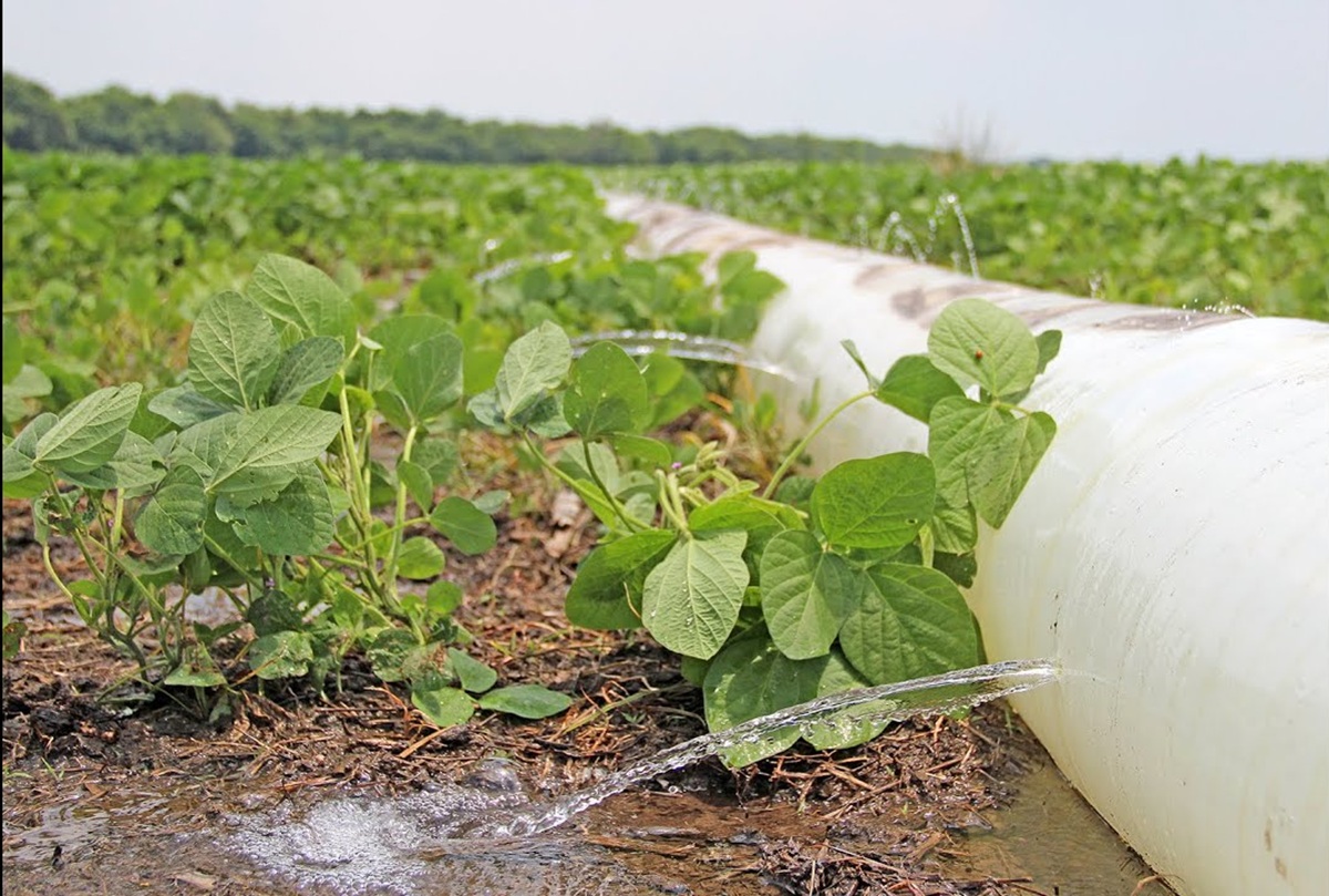 Soybean field receiving irrigation during flowering stage