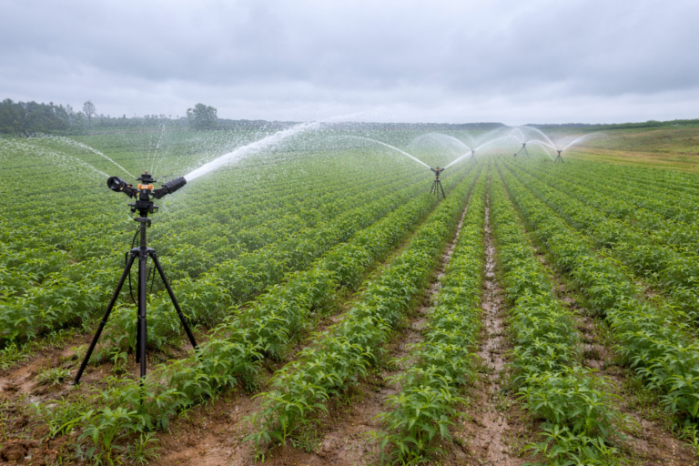 Pigeon pea field under furrow irrigation during flowering stage