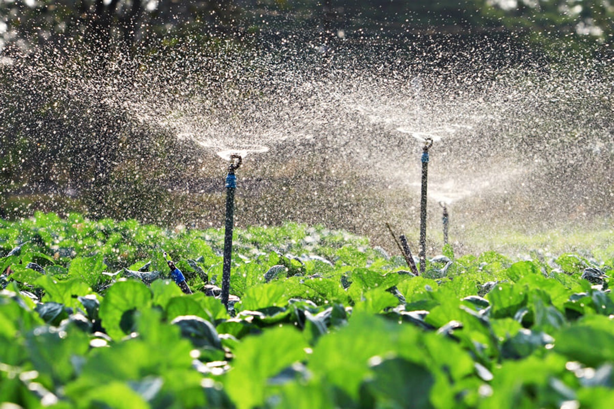 Groundnut field receiving irrigation during flowering stage